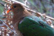 Emerald Dove (Chalcophaps indica)